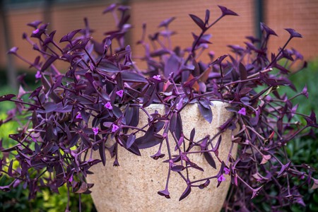 Plantas que resisten el calor