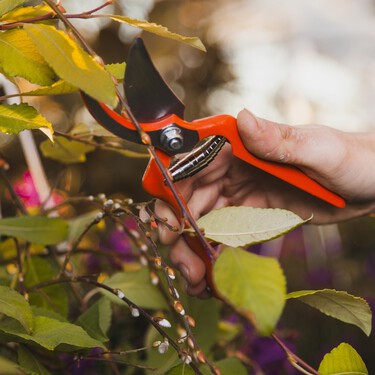 Estas son las plantas que debes podar ahora para promover   una floración espectacular