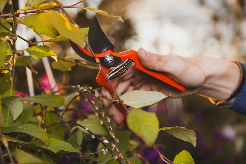 Estas son las plantas que debes podar en verano si quieres promover su crecimiento y una floración espectacular