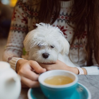 ¿Puedes entrar con tu perro a un bar o restaurante? La Ley de bienestar animal es clara, pero la respuesta no tanto: depende 