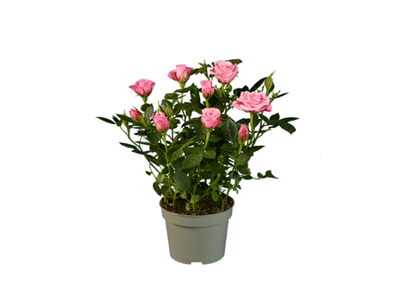 rosal