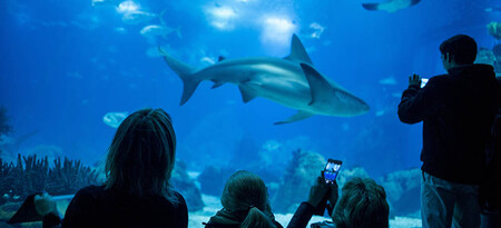 Oceanario Lisboa niños
