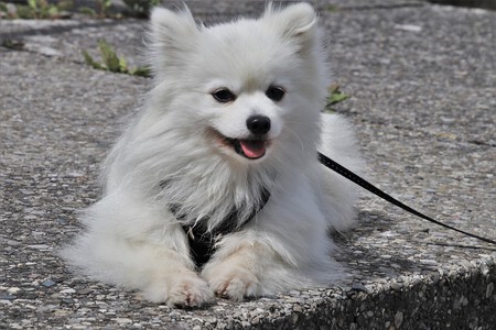 POMERANIA spitz