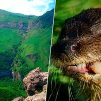 En 1970, un zoólogo soltó una especie de roedor en el Cáucaso para repoblarlo. Un siglo después el destrozo es gigantesco 