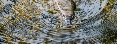Não importa quantas vezes estudemos os ornitorrincos, eles sempre parecem mais estranhos do que da última vez 