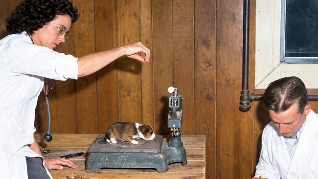 Examen Veterinario Con Cachorro En Balanza