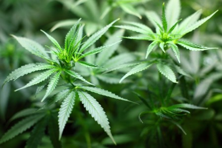Consumir marihuana no te vuelve más tonto, según el mayor estudio hasta la fecha