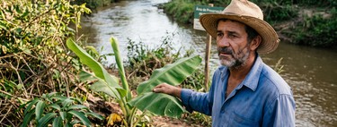 Produtor plantou pé de manga e banana na beira do rio da própria terra e levou multa: fiscal explica o detalhe na lei que proíbe fruto exótico em Área de Preservação 