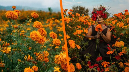 Cómo visitar los campos de cempasúchil en Puebla: cómo es la experiencia y cuánto cuesta