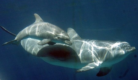 Se descubre que los delfines se llaman entre ellos por su nombre