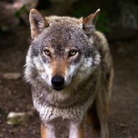 El 'Lobo de Wall Street' advierte de que el mercado de crypto-monedas huele a sangre
