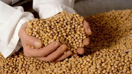 Las legumbres en la alimentación infantil: la soja