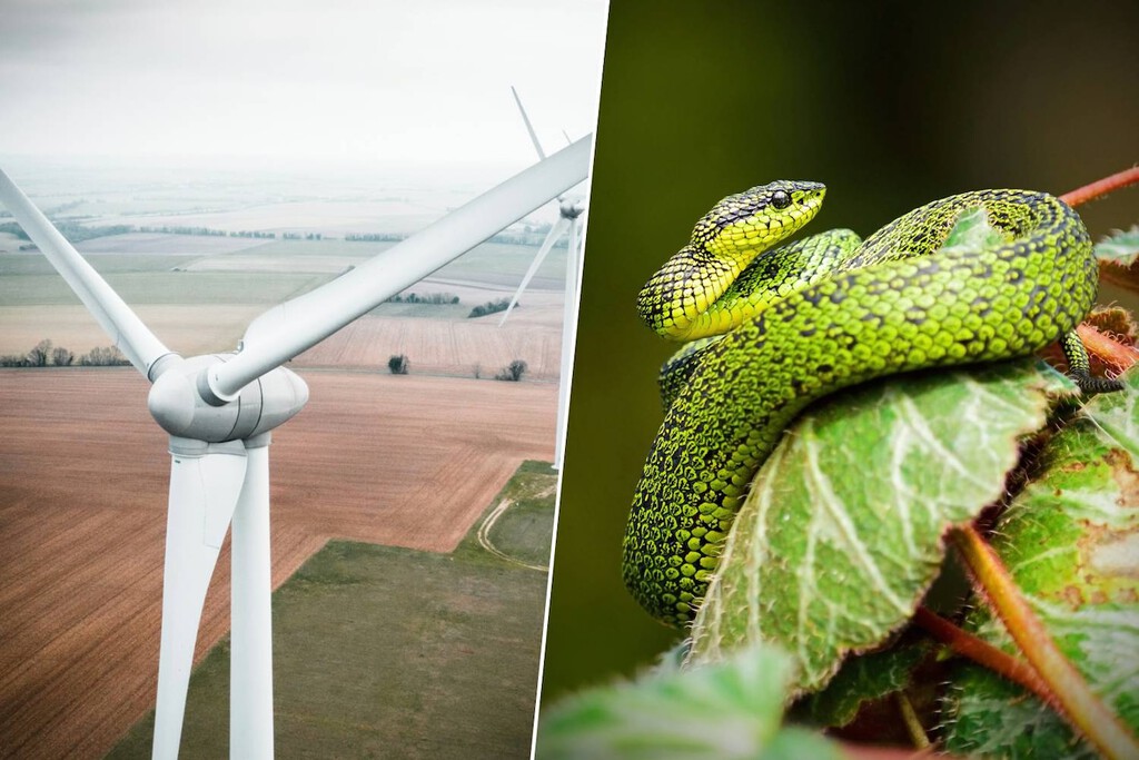 Las palas de los aerogeneradores son un peligro mortal para las aves. La solución: pintarlas como serpientes venenosas
