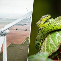 Las palas de los aerogeneradores son un peligro mortal para las aves. La solución: pintarlas como serpientes venenosas 