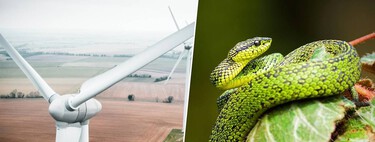 Las palas de los aerogeneradores son un peligro mortal para las aves. La solución: pintarlas como serpientes venenosas 
