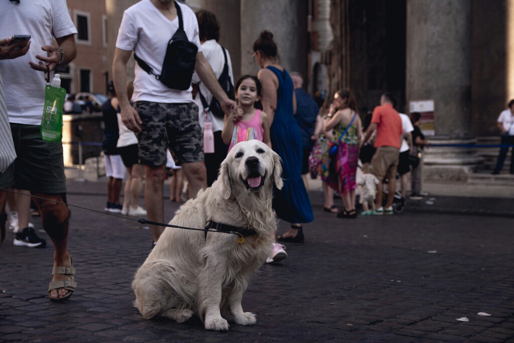 En su lucha contra el turismo masivo, Italia ha entrado en un terreno inexplorado: un impuesto a los perros de los turistas