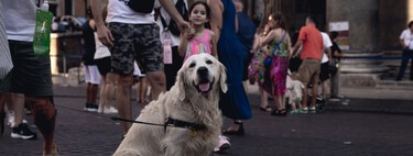 En su lucha contra el turismo masivo, Italia ha entrado en un terreno inexplorado: un impuesto a los perros de los turistas