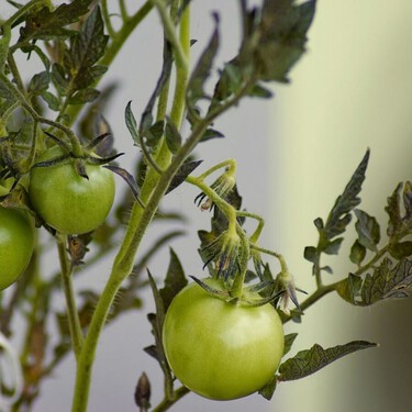 Cultivar tomates en el jardín o la terraza:  estos ocho trucos y consejos hacen 
que salgan sí o sí 