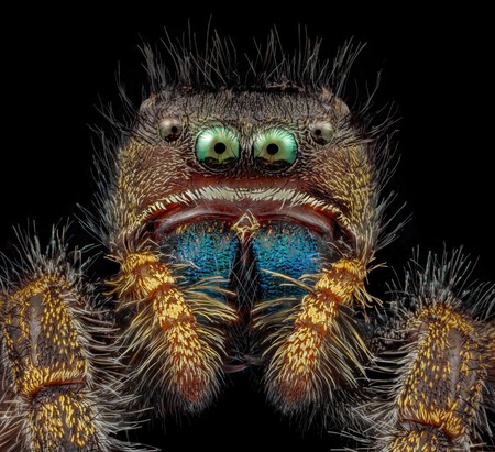 araña-saltadora-foto
