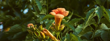 Esta es la planta trepadora ideal para cubrir muros y pérgolas: crece rápido y su floración es impresionante