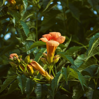Esta es la planta trepadora ideal para cubrir muros y pérgolas: crece rápido y su floración es impresionante