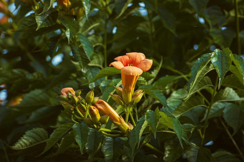 Esta es la planta trepadora de rápido crecimiento y con una floración espectacular: ideal para transformar patios y jardines en poco tiempo