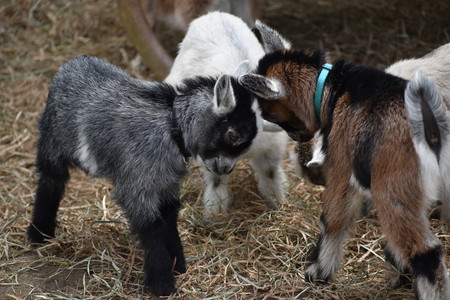 Los balidos de las cabras transmiten emociones que las otras cabras saben interpretar