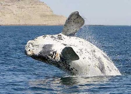 saltoballena.jpg