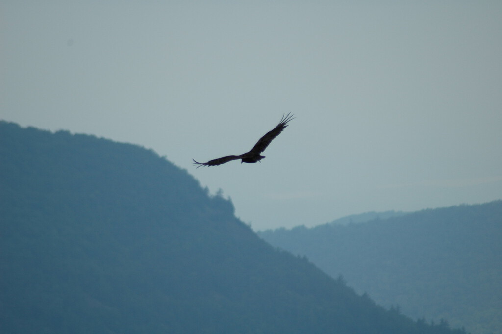 No es un halcón, es un dron: el ejército chino tiene un nuevo aliado