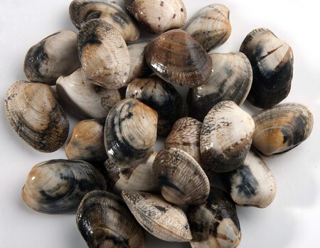 Almeja Babosa C O Percebeiro