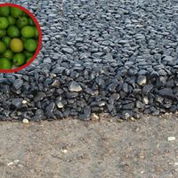 Carreteras hechas con millones de huesos de aceituna. La idea de Barcelona para convertir sus calles en un almacén de energía 