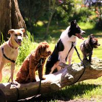 Los vecinos de Tres Cantos que no recogen los excrementos de sus perros tienen un nuevo enemigo: el ADN