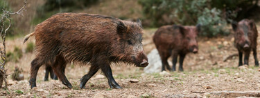 30 años después, España vuelve a tener peste porcina: la detección del brote en varios jabalíes de Barcelona enciende todas las alarmas  