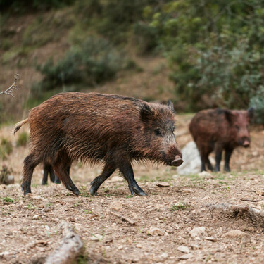 30 años después, España vuelve a tener peste porcina: la detección del brote en varios jabalíes de Barcelona enciende todas las alarmas  