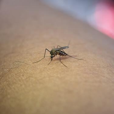 El viernes 10 de julio llega a Lidl la mosquitera más funcional y económica: cuesta menos de 18 euros, se adapta a cualquier ventana y se instala sin taladros