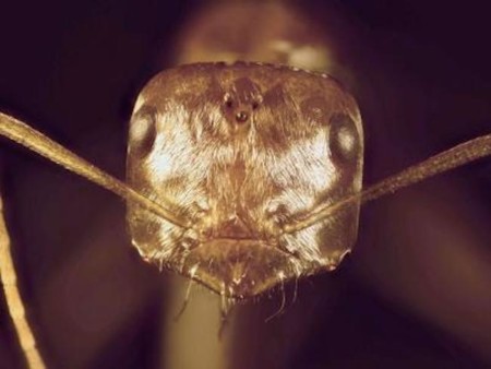 Este insecto es capaz de sobrevivir a temperaturas de 70 ºC