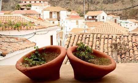 Cuide de sus plantas a la vez que de su bolsillo