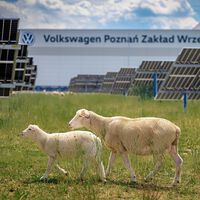 Volkswagen ha encontrado una forma de mantener a raya la hierba de sus 31.000 paneles solares: poner a trabajar a 100 ovejas