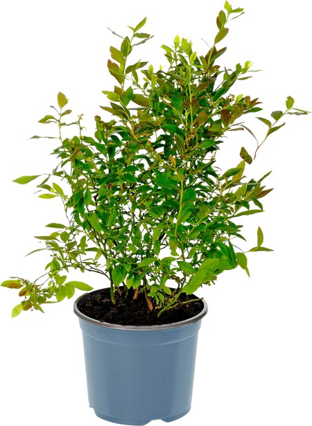 Planta de Arándanos Aldi