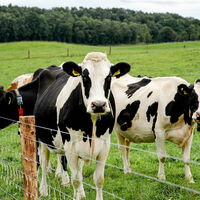 Uma solução fantástica para engordar gado por um custo baixo terminou em uma epidemia: a doença da vaca louca 