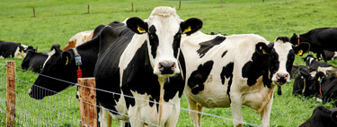 Uma solução fantástica para engordar gado por um custo baixo terminou em uma epidemia: a doença da vaca louca 