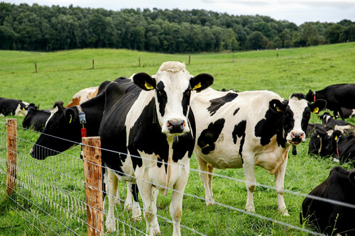 Vacas | Fonte: Getty Images