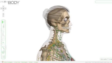 Zygote Body: volviendo a poner online el Body Browser de Google