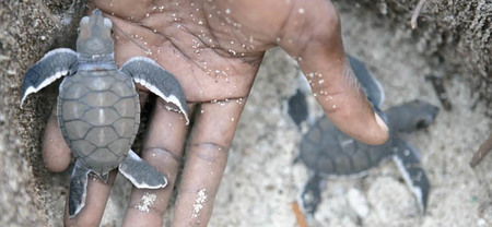Las mejores fotografías de WWF cobran vida en un precioso slow motion