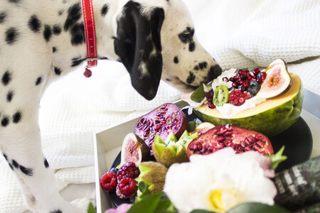 Un perro junto a comida