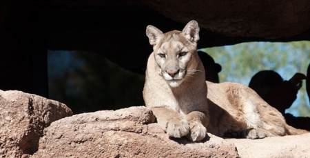 os x mountain lion
