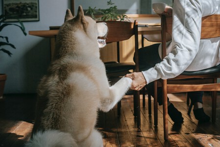 animal-apoyo-emocional