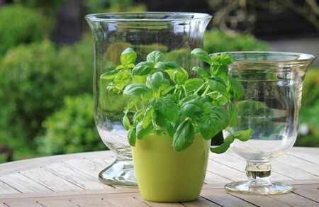 Albahaca