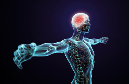 ¿Sabes que una red tridimensional recubre todo tu cuerpo? Así funciona la fascia