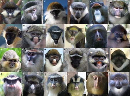 Una app de reconocimiento facial quiere ayudar a encontrar primates en extinción